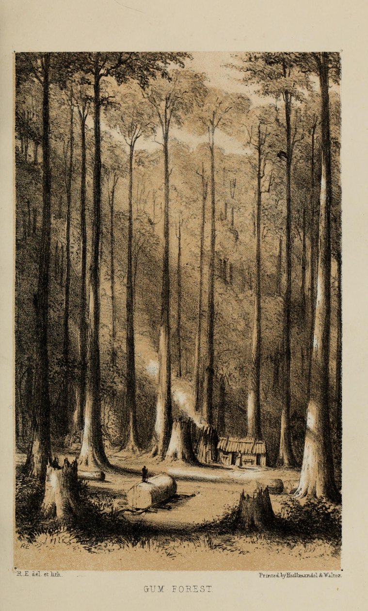 口香糖森林，罗伯特·埃尔维斯（1819-1878）的水彩画，来自诺福克的富有的年轻英国绅士 作者 罗伯特·艾尔维斯