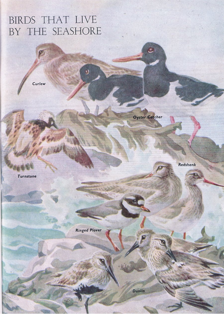 生活在海边的鸟类，1958年由Odhams出版的儿童自然书中的插图 作者 罗伯特·乔治·塔尔伯特·凯利