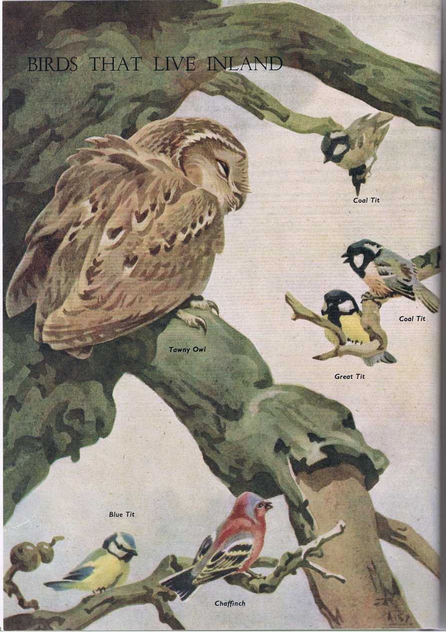 生活在内陆的鸟类，插图来自Odhams出版的The Childrens Nature Book，1958年 作者 罗伯特·乔治·塔尔伯特·凯利