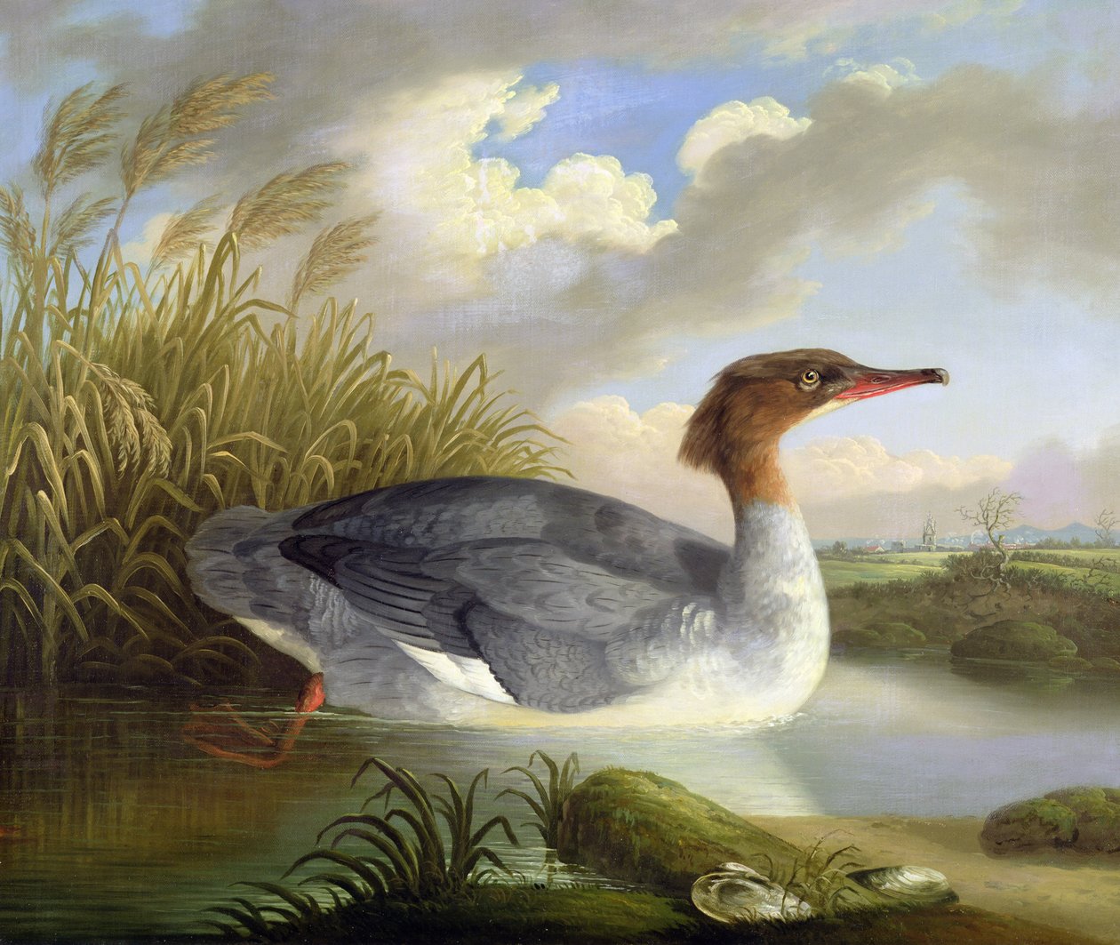 Dun Diver（Goosander） 作者 罗伯特·威尔金森·帕德利