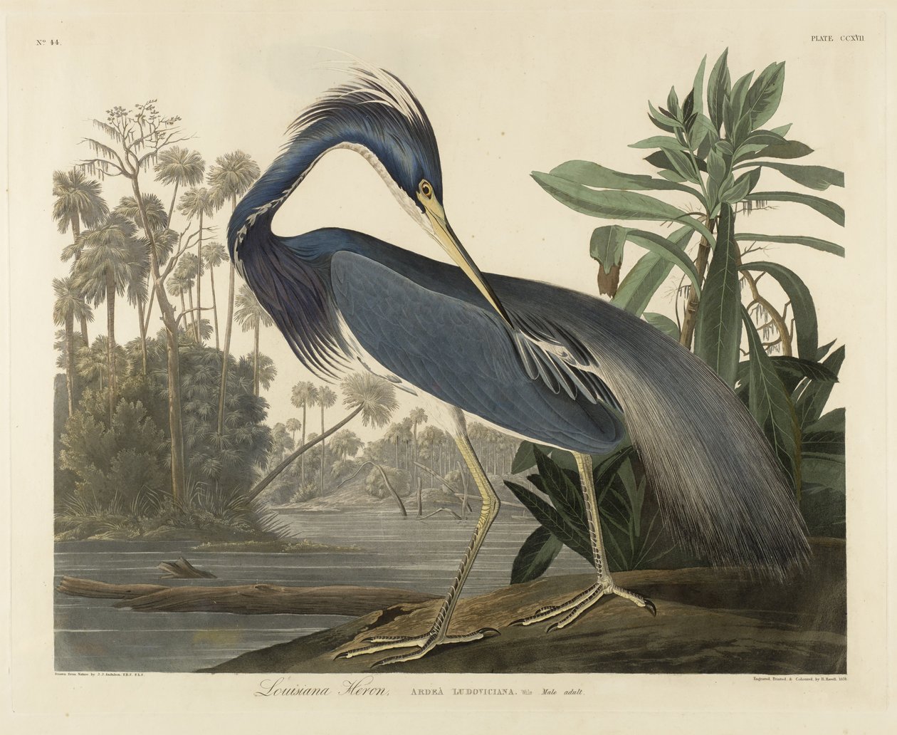 路易斯安那苍鹭，1834年（编织纸上的手工彩色aquatint） 作者 罗伯特·哈弗尔