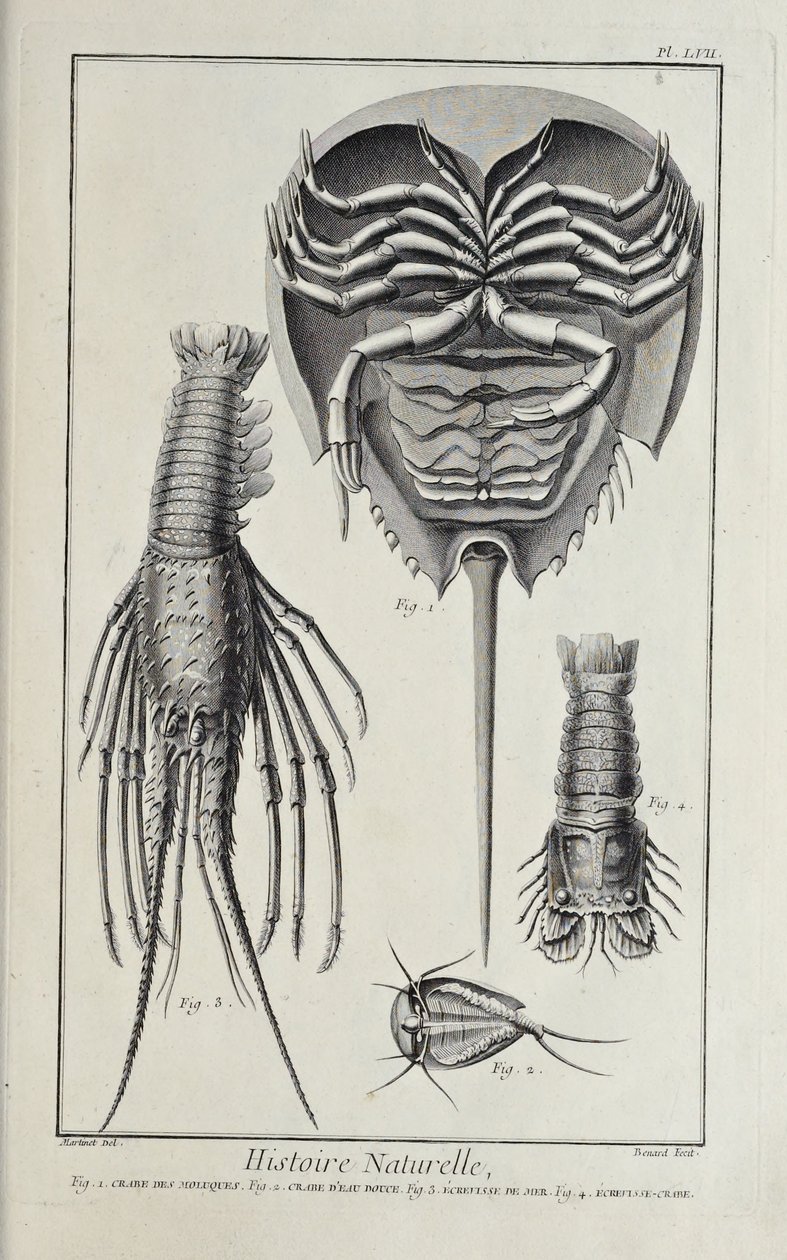 Crustaceans, illustration from 