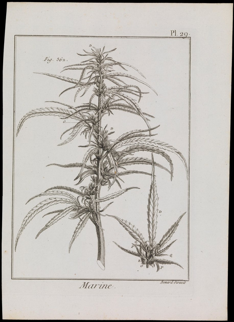 海洋花卉图，约 1810 年（雕刻和蚀刻版画） 作者 罗伯特·贝纳德