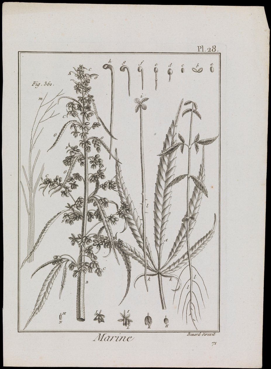 海洋花卉图，约 1810 年（雕刻和蚀刻版画） 作者 罗伯特·贝纳德