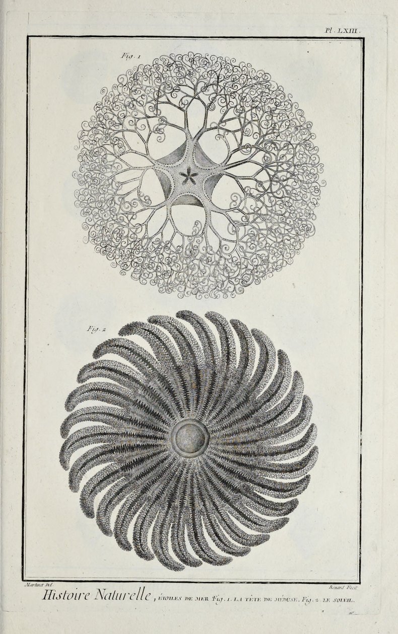 海星，插图来自丹尼斯-狄德罗的《科学、自由艺术和机械艺术的图画集，以及对它们的解释》（Recueil de planches, sur les sciences, les arts libéraux, et les arts méchaniques, avec leur explication）。 作者 罗伯特·贝纳德
