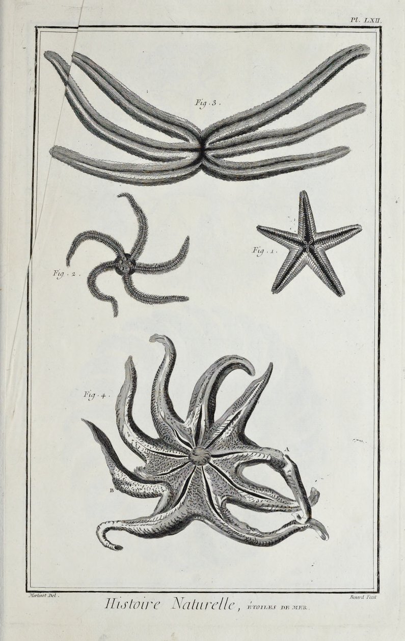 海星，插图来自丹尼斯-狄德罗的《科学、自由艺术和机械艺术的图画集，以及对它们的解释》（Recueil de planches, sur les sciences, les arts libéraux, et les arts méchaniques, avec leur explication）。 作者 罗伯特·贝纳德