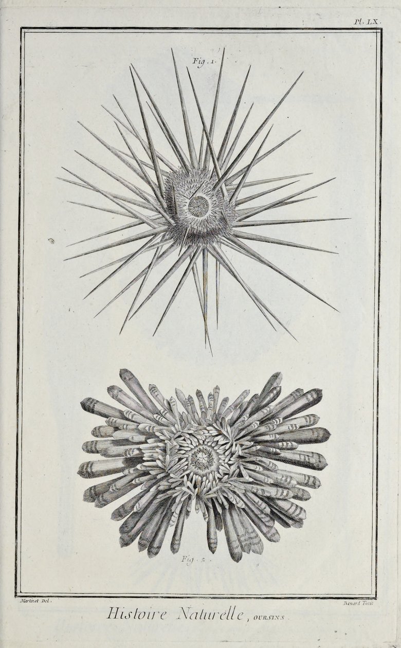 Urchins，来自 Denis Diderot 的“科学、文科和机械艺术的板子集及其解释”中的插图 作者 罗伯特·贝纳德