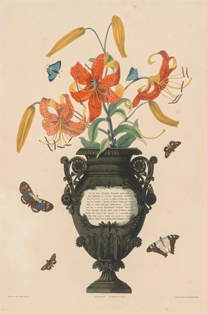 Hexandrian植物选集...：Tiger Lily，1831-1832年。 作者 罗伯特·哈维尔