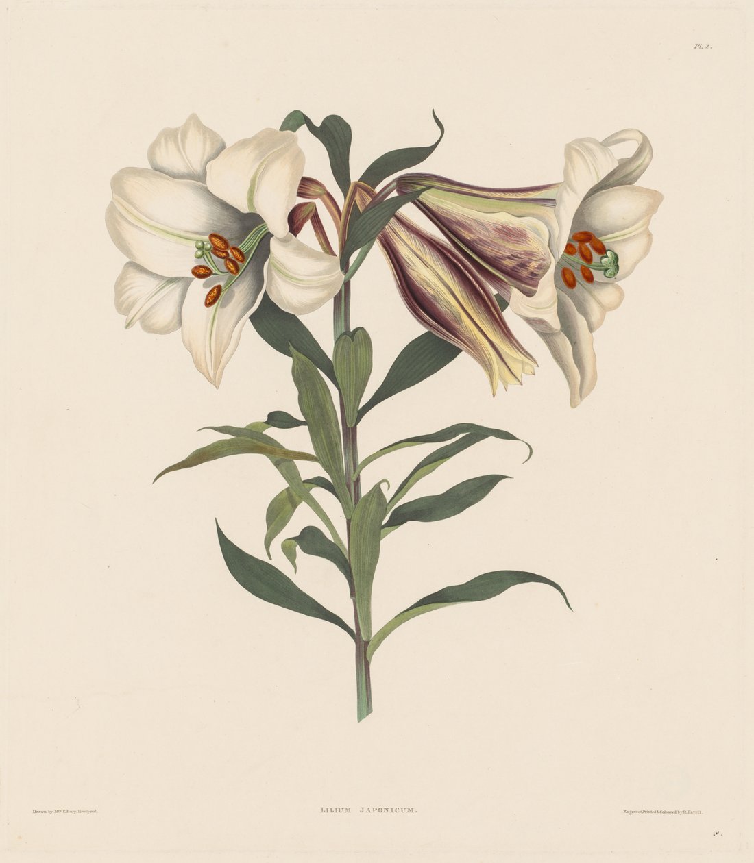 Hexandrian植物的选择，属于Amaryllidae ...，1831-1832。 作者 罗伯特·哈维尔