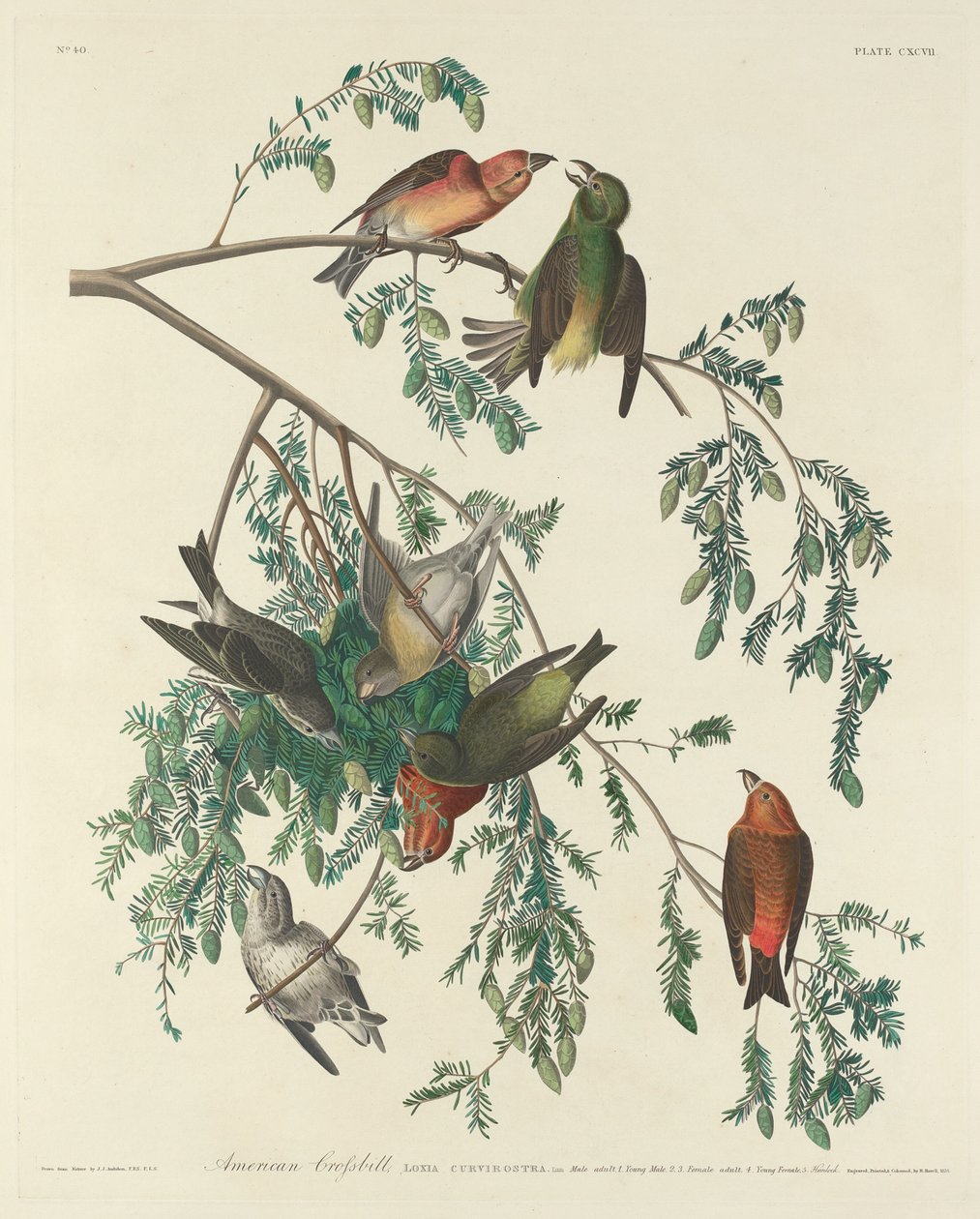 美国鹖冠子，1834年。 作者 罗伯特·哈维尔