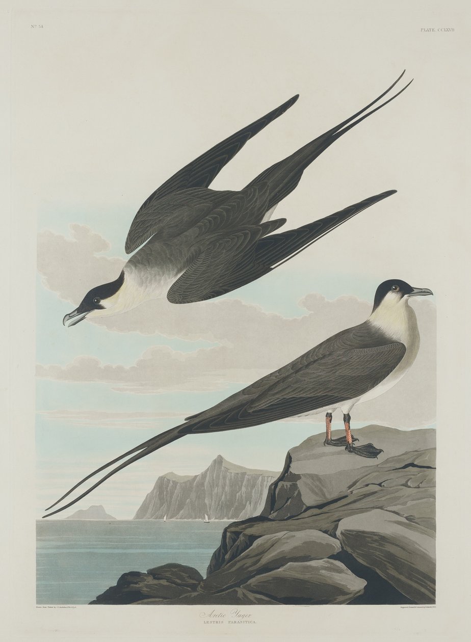 Arctic Jager, 1835. 作者 罗伯特·哈维尔