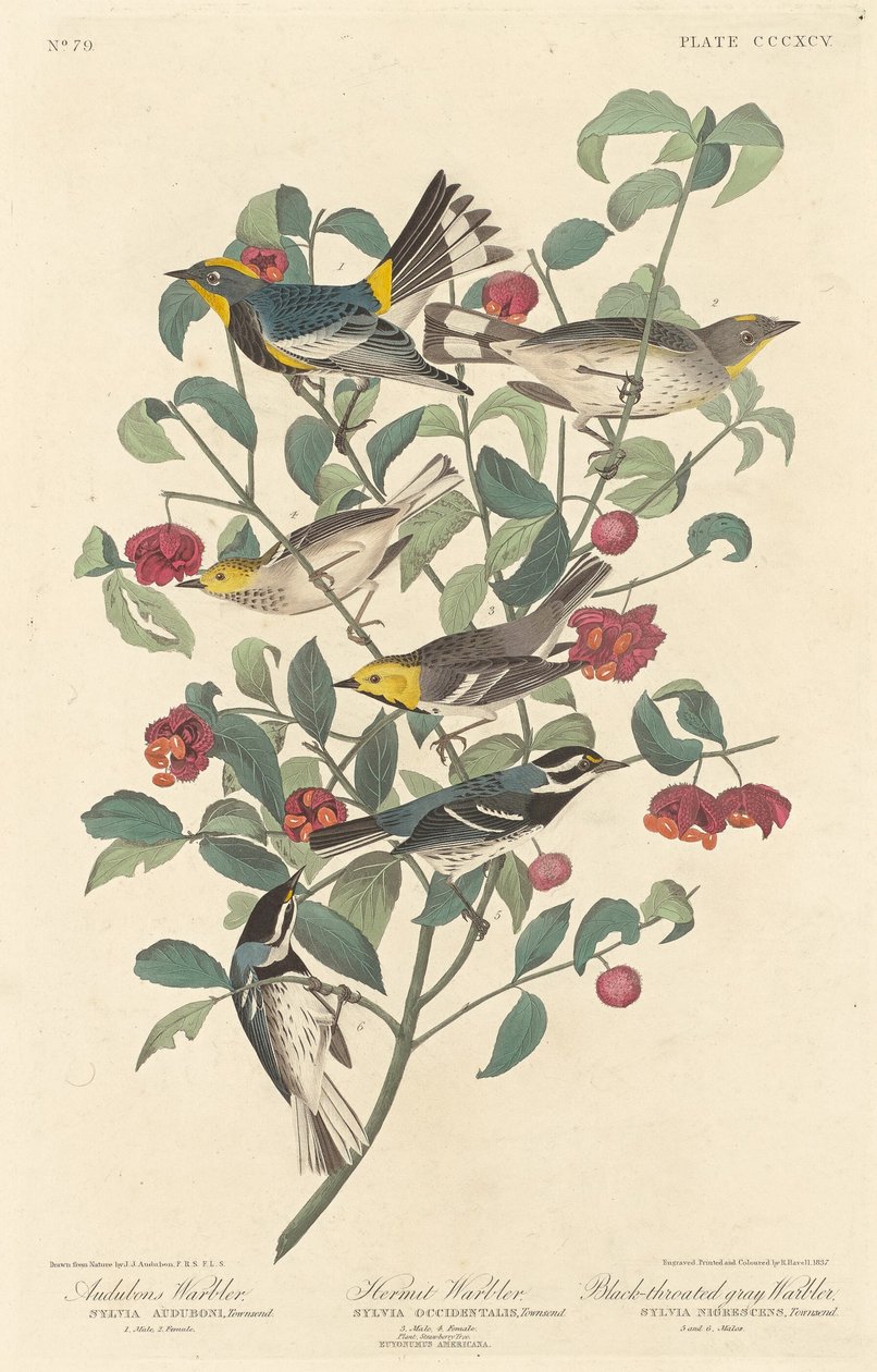 奥杜邦的莺，隐士莺和黑喉灰莺，1837年。 作者 罗伯特·哈维尔