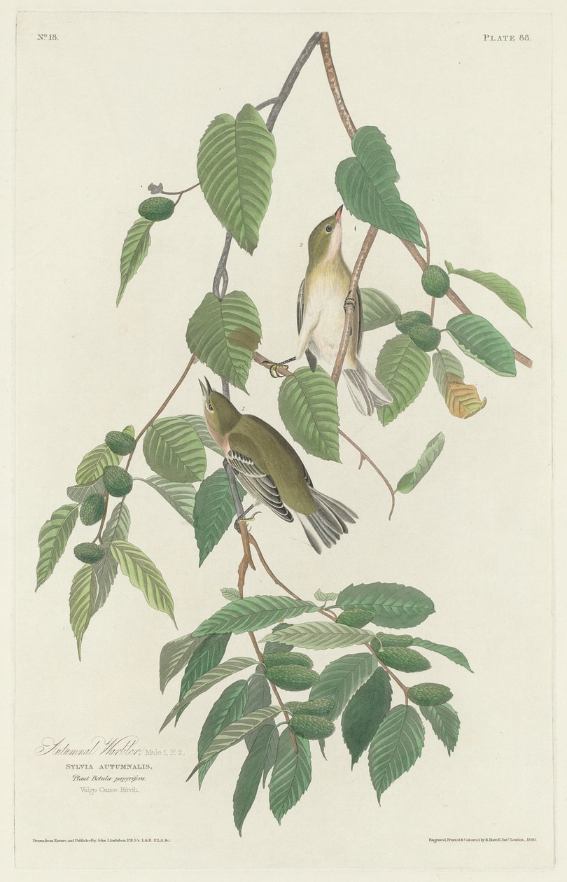 秋天的莺，1830年。 作者 罗伯特·哈维尔