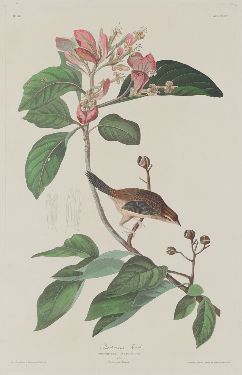 巴赫曼斯-芬奇，1833年。 作者 罗伯特·哈维尔