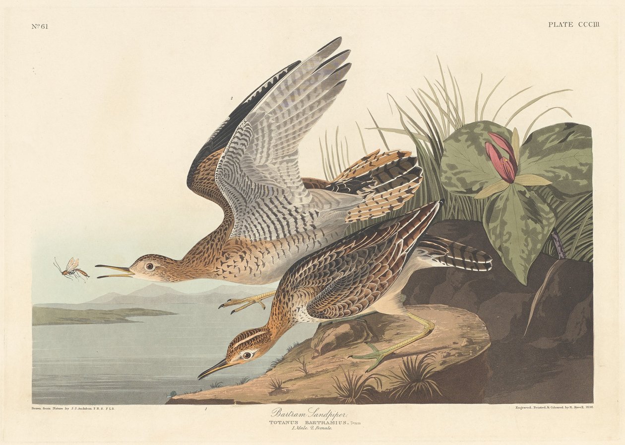 Bartram Sandpiper, 1836。 作者 罗伯特·哈维尔