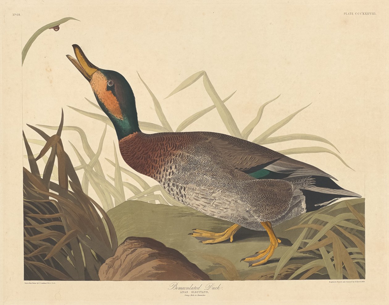 Bemaculated Duck, 1836. 作者 罗伯特·哈维尔