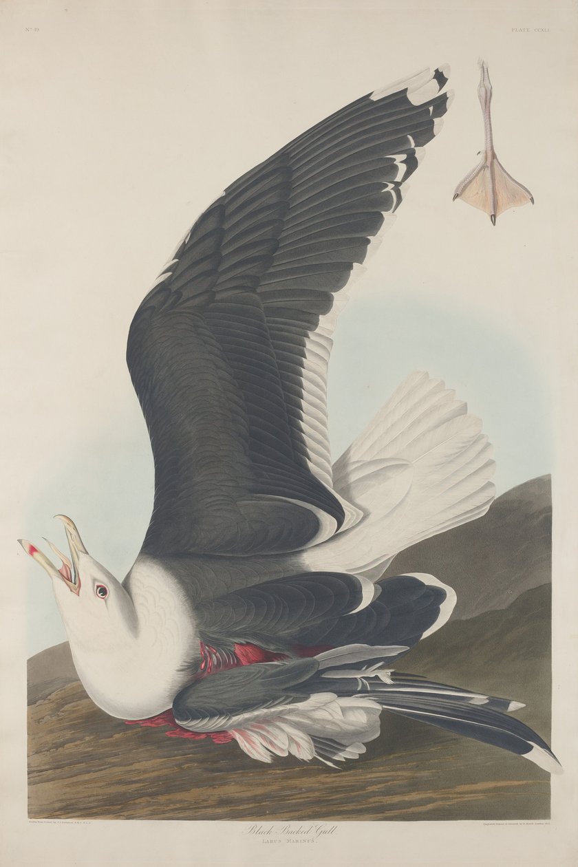 黑背海鸥，1835年。 作者 罗伯特·哈维尔