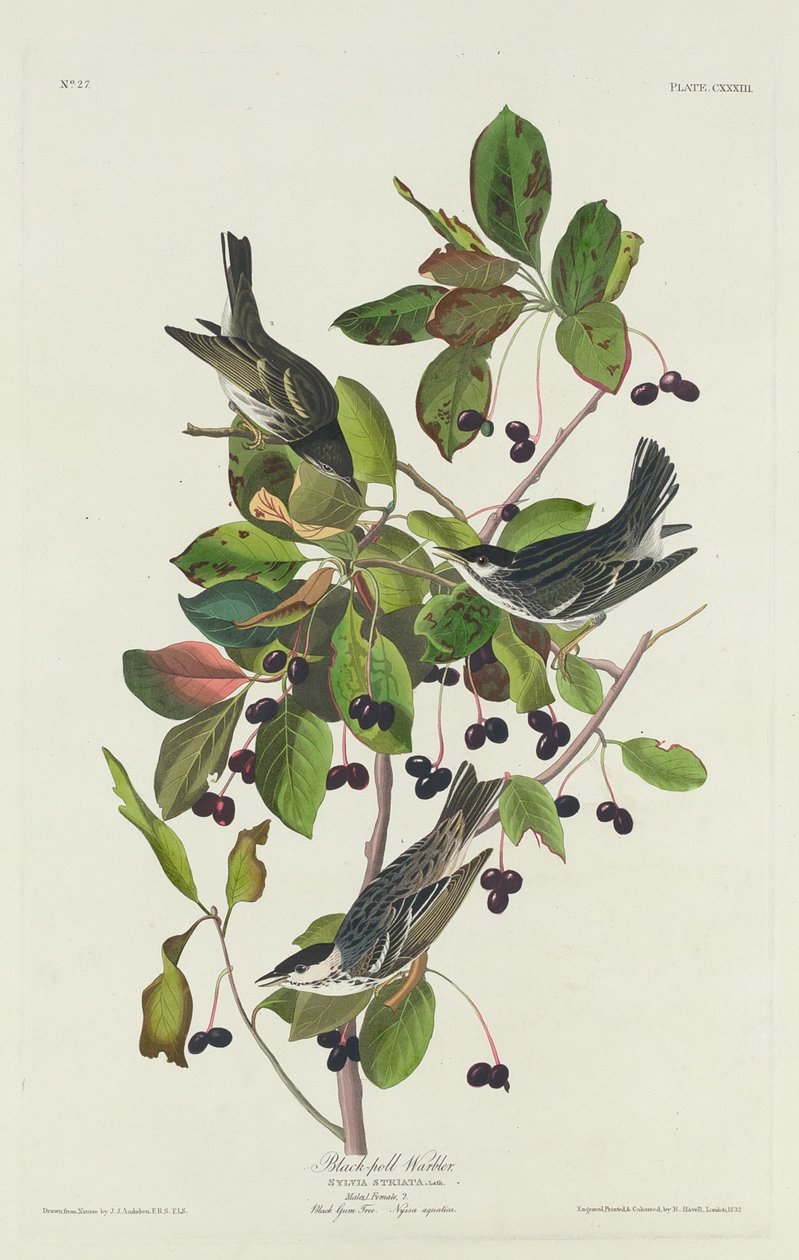 Black-Poll Warbler, 1832. 作者 罗伯特·哈维尔