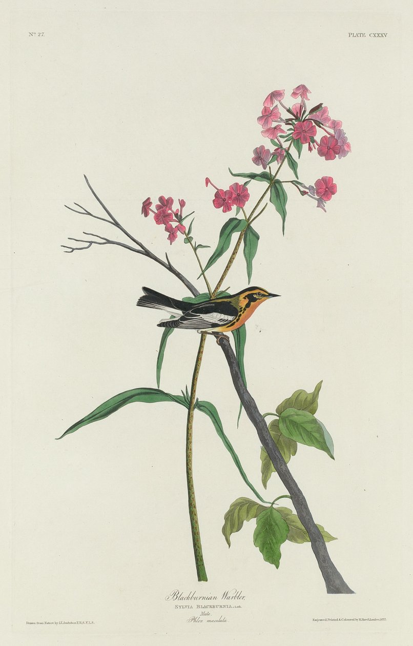 Blackburnian Warbler, 1832. 作者 罗伯特·哈维尔