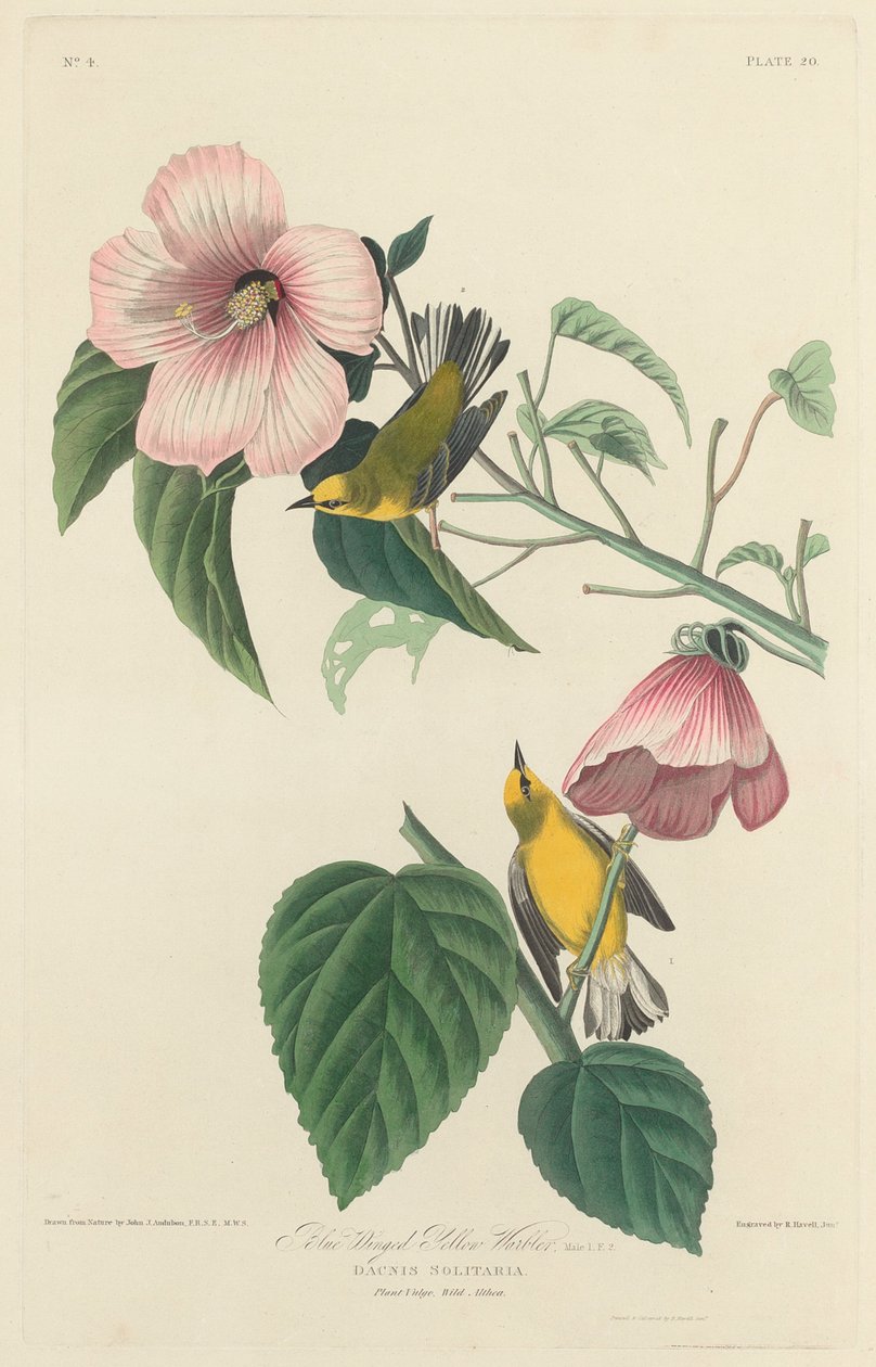 蓝翅黄莺，1827年。 作者 罗伯特·哈维尔