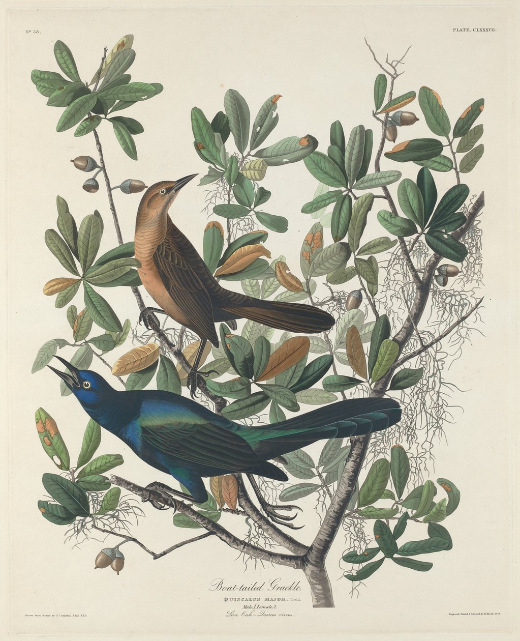 船尾鹩哥，1834年。 作者 罗伯特·哈维尔