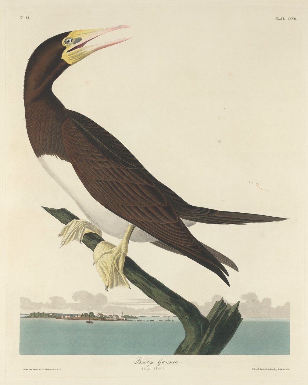 鲣鸟Gannet，1834年。 作者 罗伯特·哈维尔