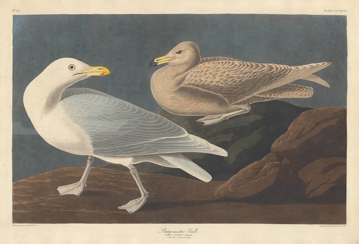 Burgomaster Gull, 1837年。 作者 罗伯特·哈维尔