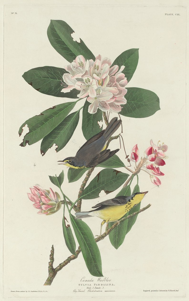 加拿大莺，1831年。 作者 罗伯特·哈维尔