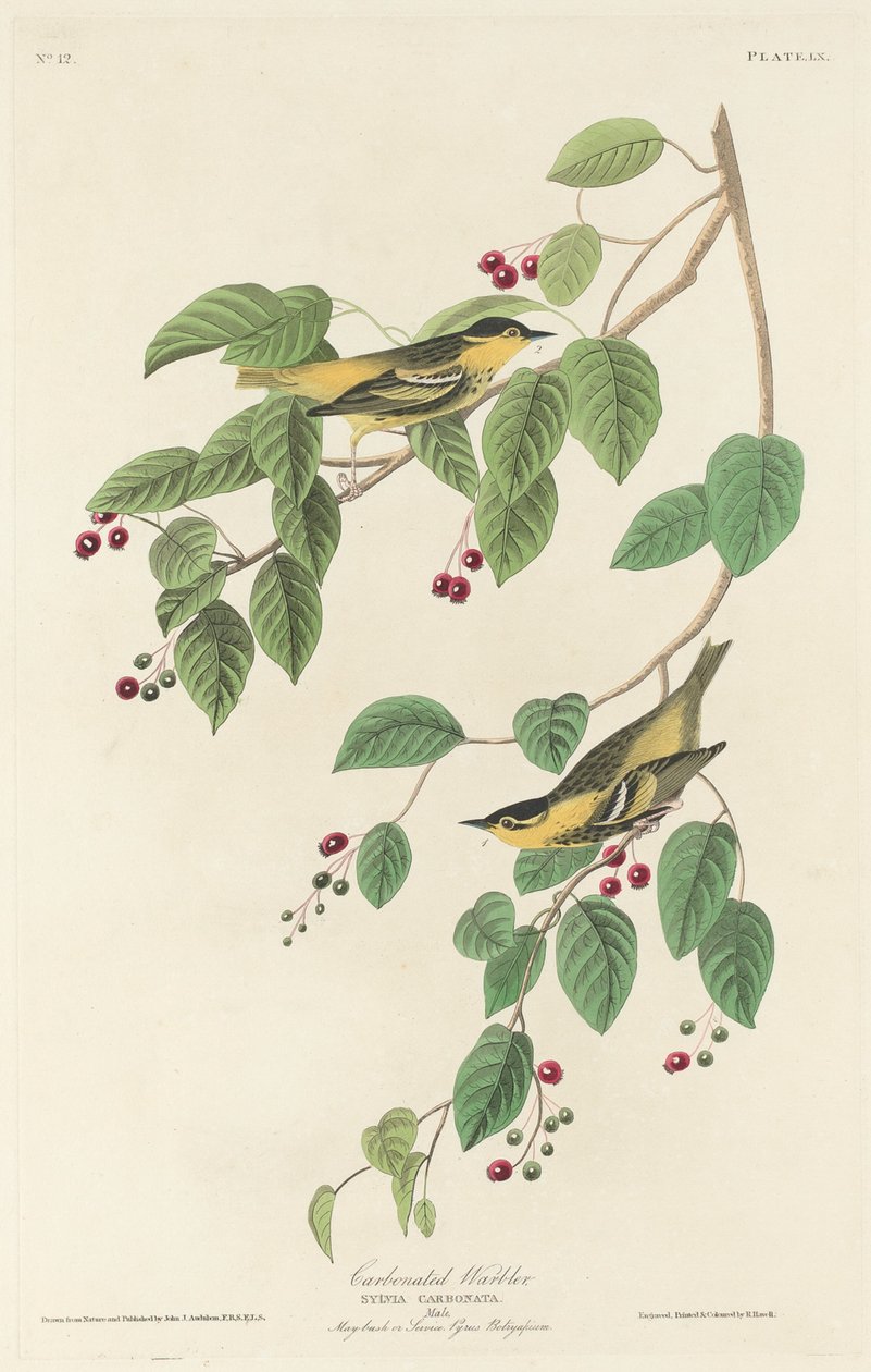 碳化莺，1829年。 作者 罗伯特·哈维尔