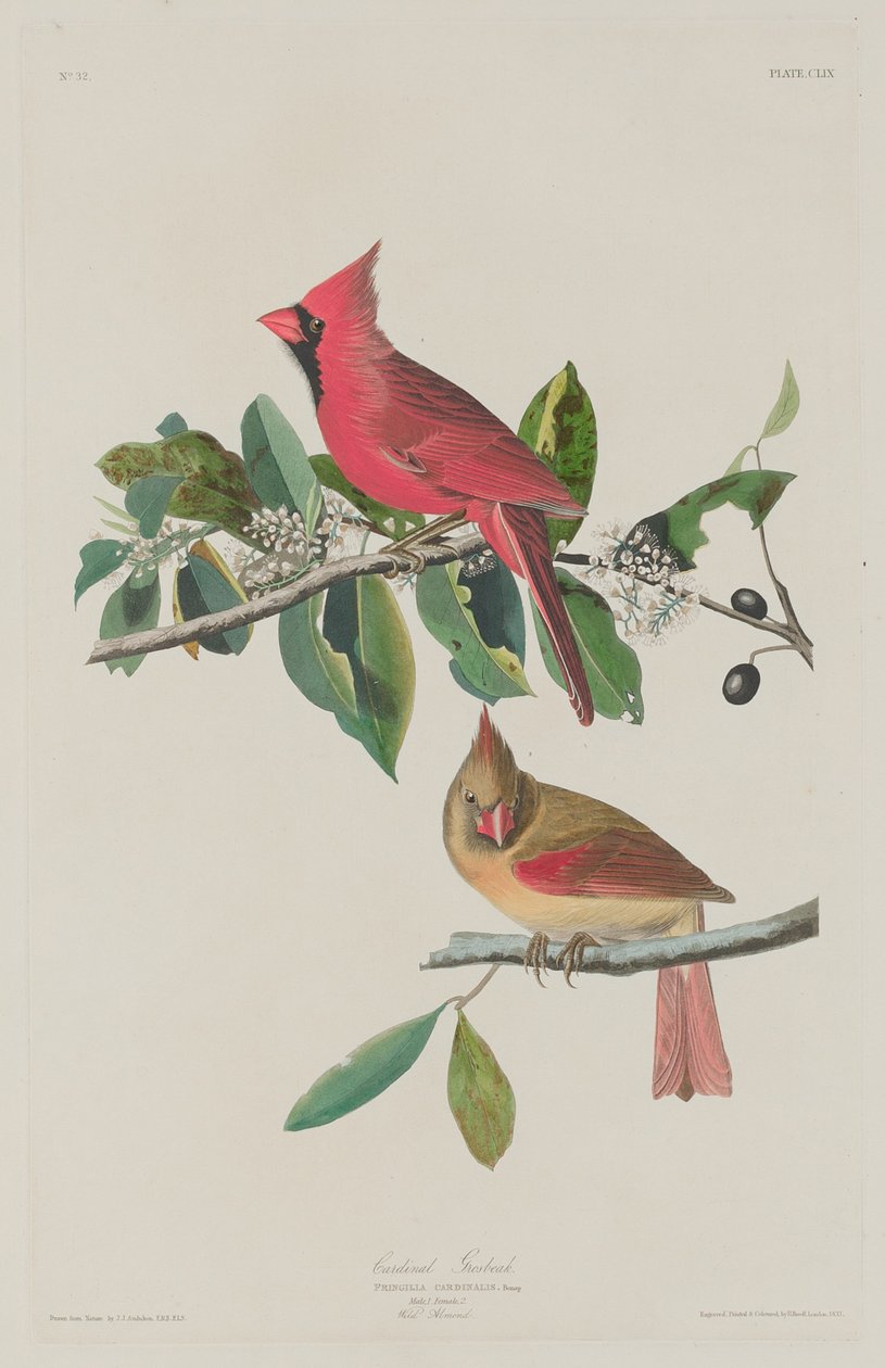 红衣主教Grosbeak，1833年。 作者 罗伯特·哈维尔