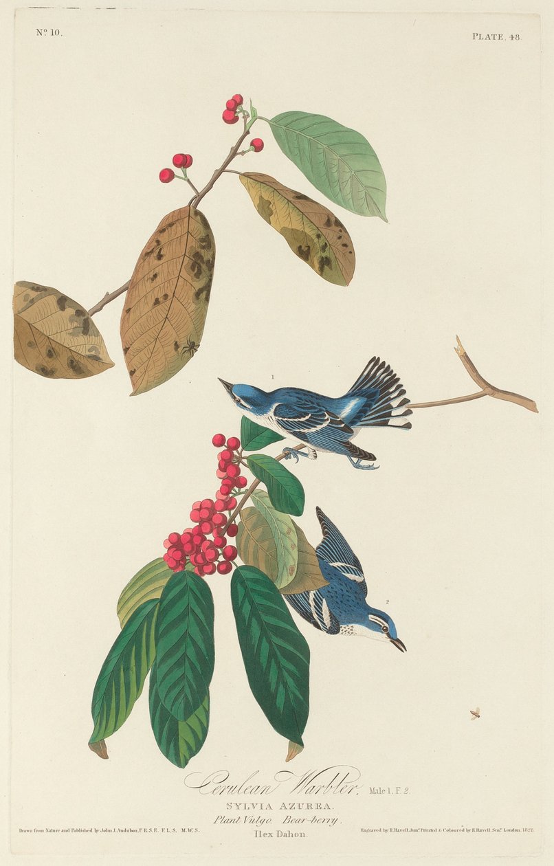 Cerulean Warbler, 1828. 作者 罗伯特·哈维尔