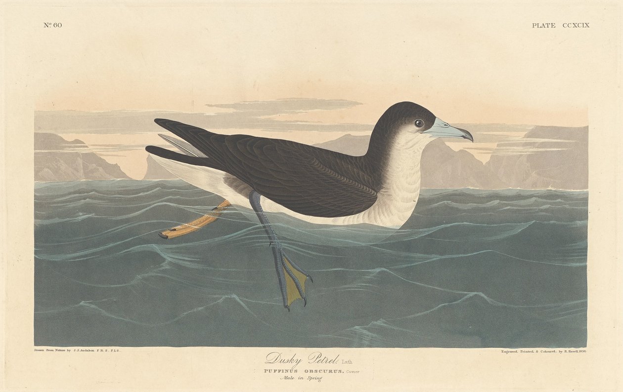 Dusky Petrel, 1836. 作者 罗伯特·哈维尔