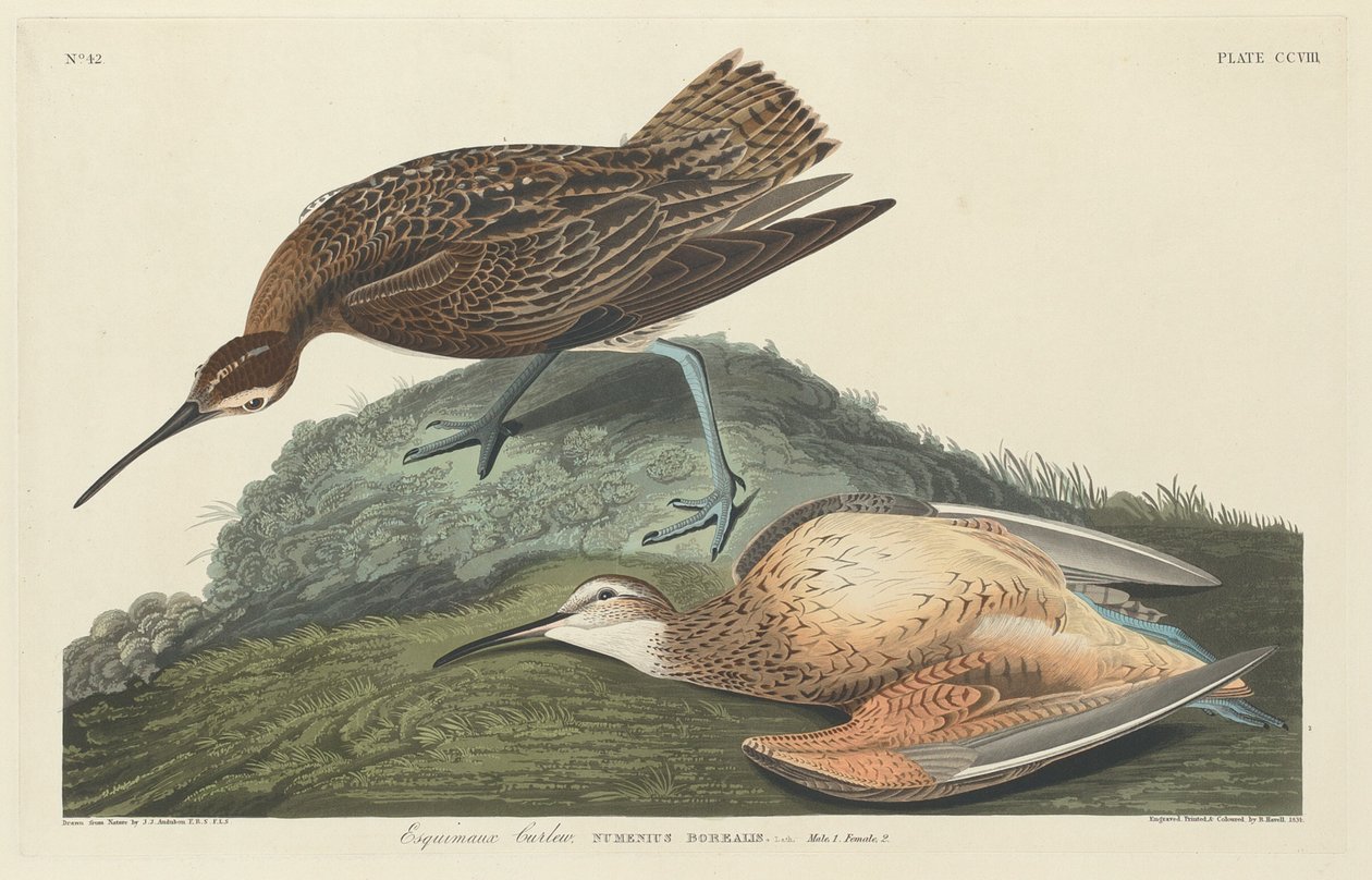 Esquimaux Curlew, 1834年。 作者 罗伯特·哈维尔