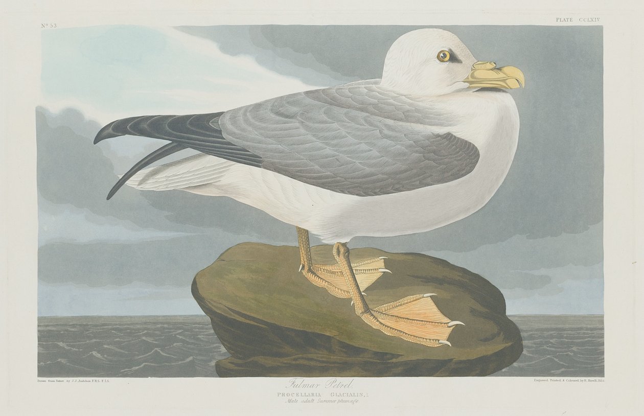 Fulmer Petrel, 1835. 作者 罗伯特·哈维尔