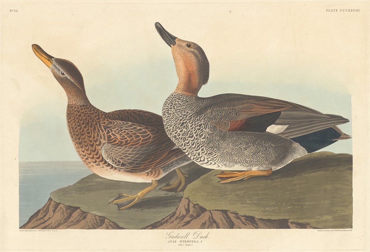 Gadwall Duck，1836年。 作者 罗伯特·哈维尔