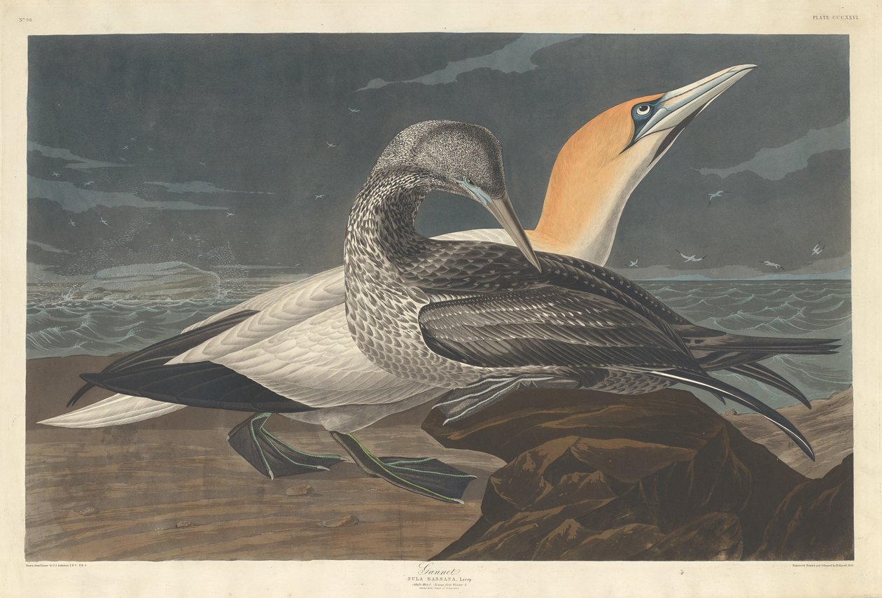 Gannet, 1836. 作者 罗伯特·哈维尔