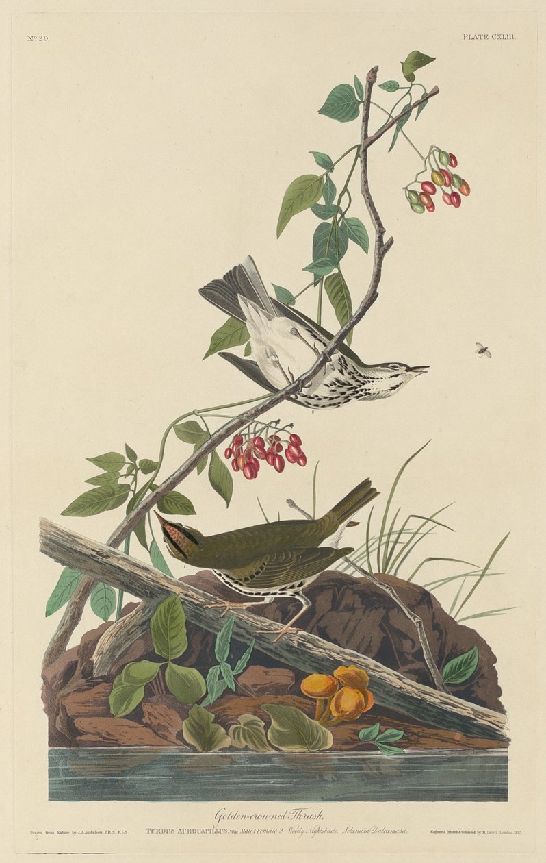 金冠鸫，1832年。 作者 罗伯特·哈维尔
