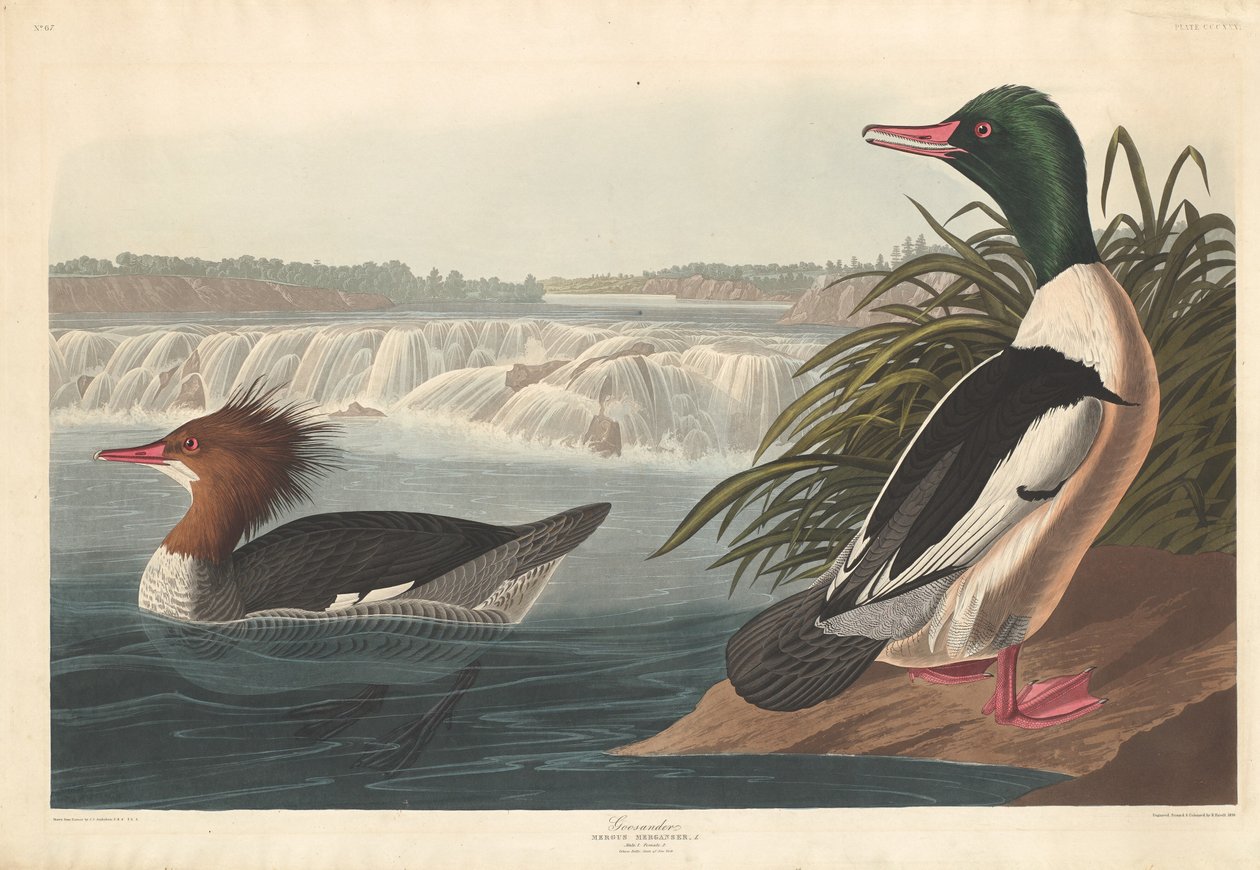 Goosander, 1836. 作者 罗伯特·哈维尔