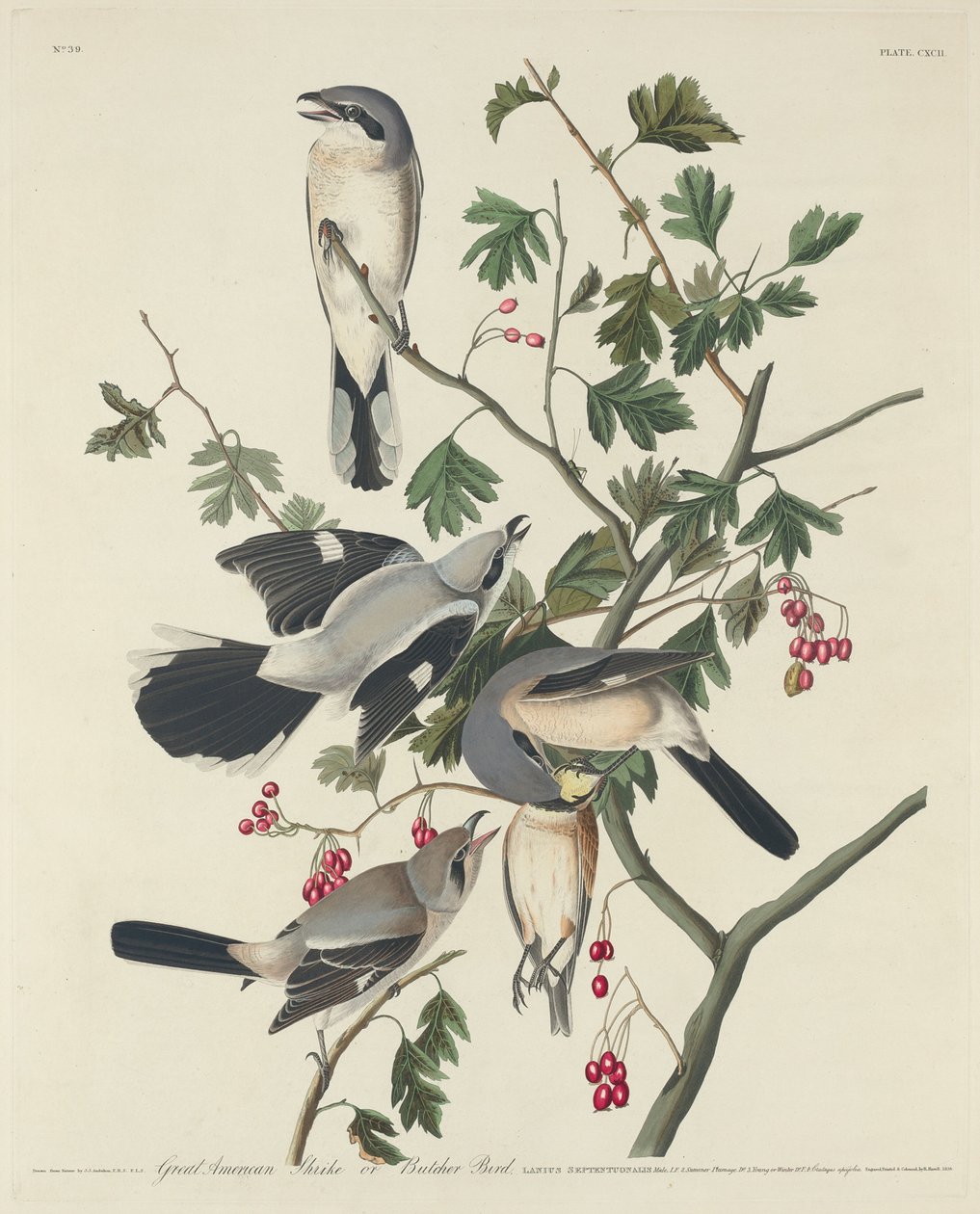 美国大鵙或屠夫鸟，1834年。 作者 罗伯特·哈维尔
