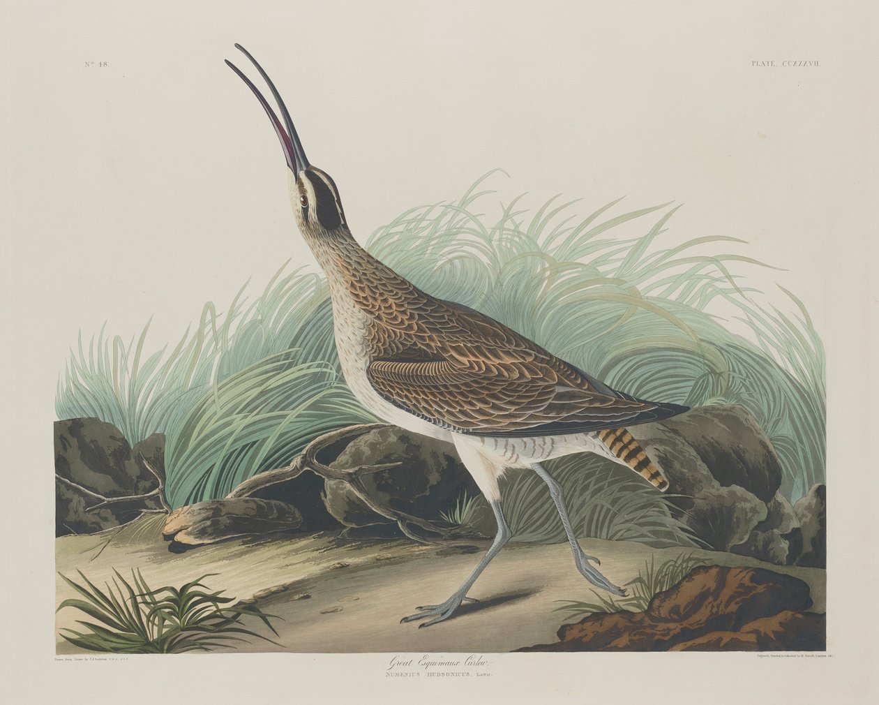 大Esquimaux Curlew, 1835年。 作者 罗伯特·哈维尔