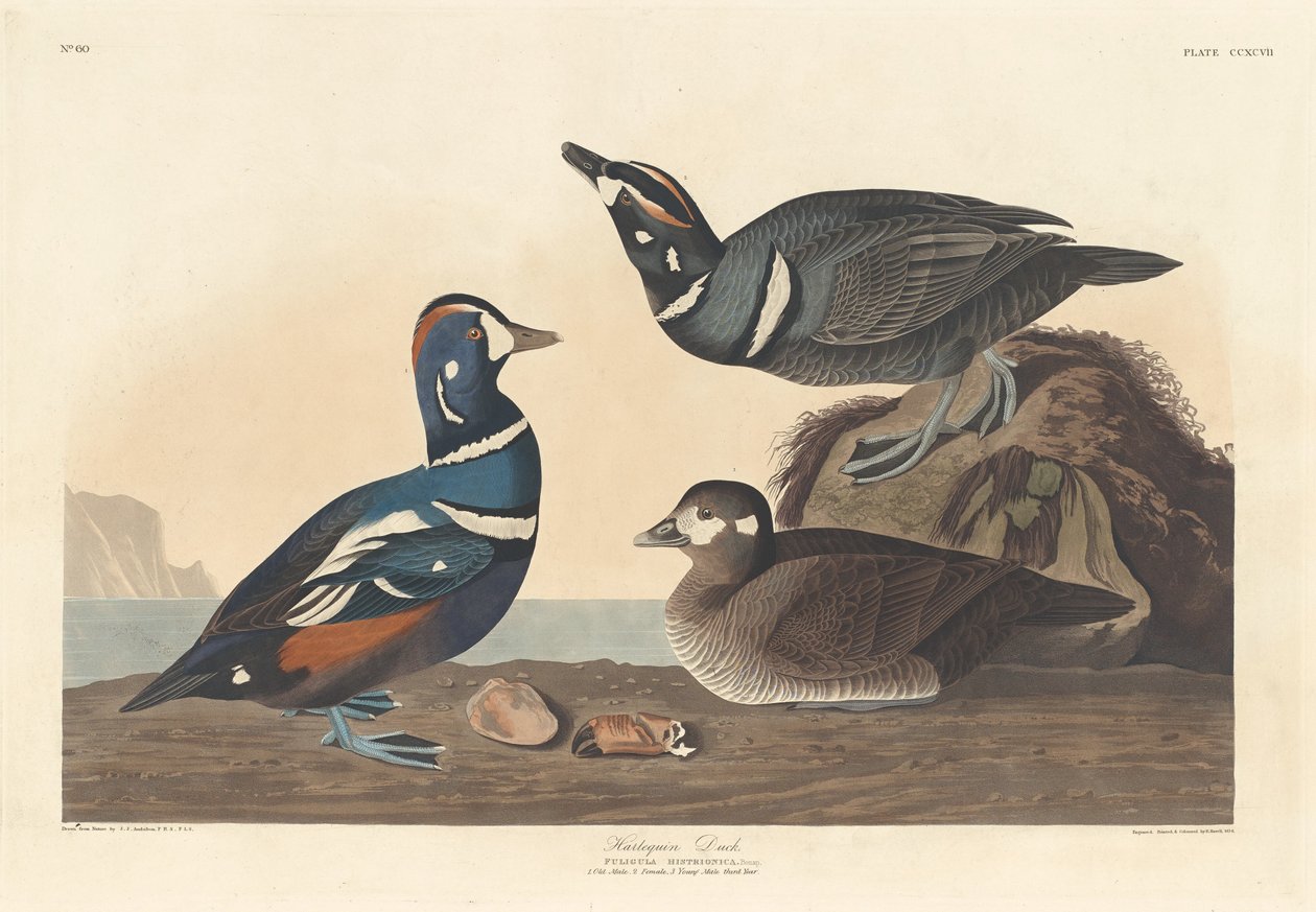 Harlequin Duck，1836年。 作者 罗伯特·哈维尔