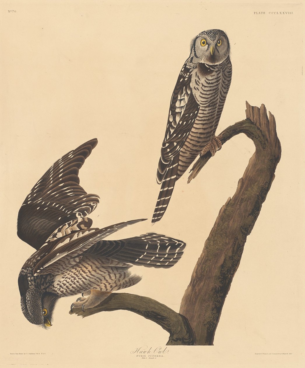 鹰鸮，1837年。 作者 罗伯特·哈维尔