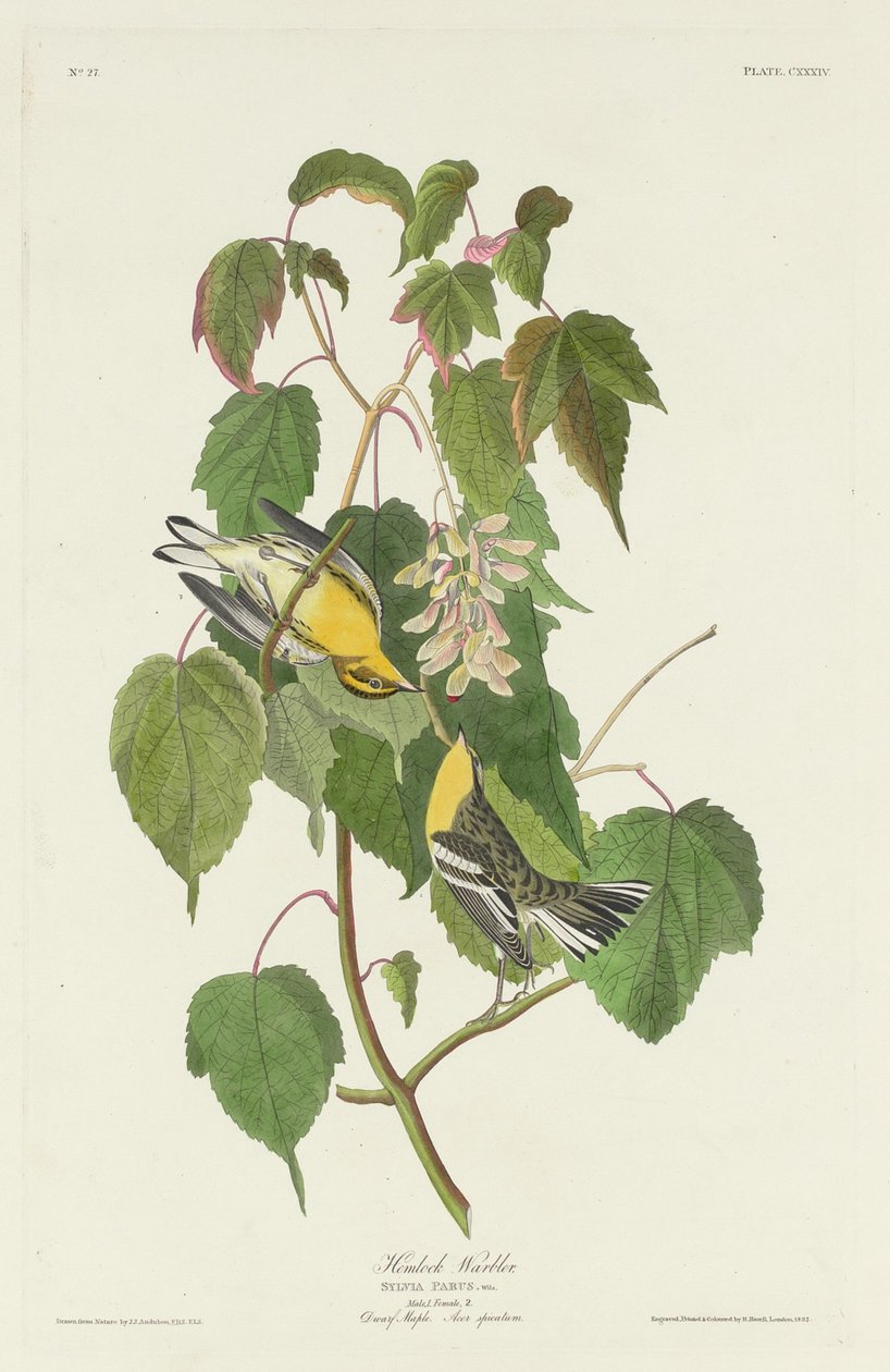 Hemlock Warbler, 1832. 作者 罗伯特·哈维尔