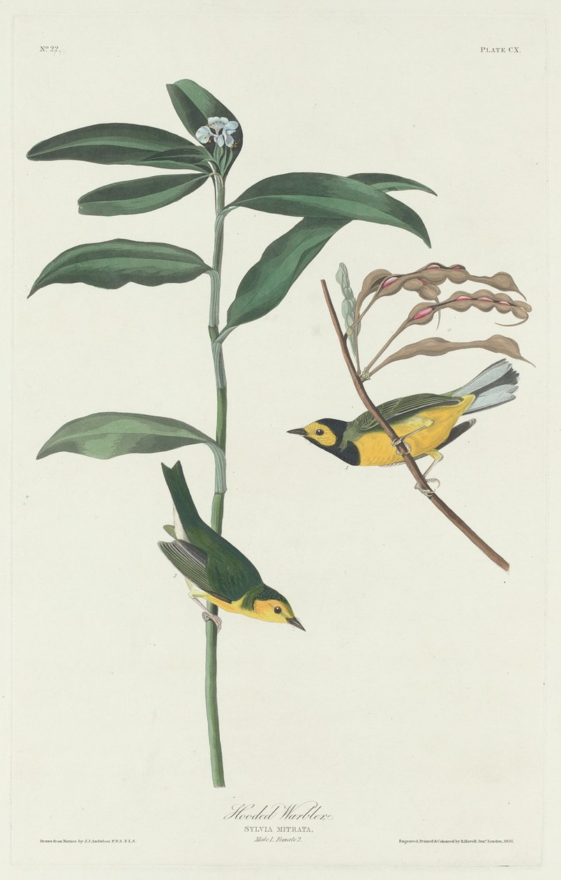 Hooded Warbler, 1831. 作者 罗伯特·哈维尔