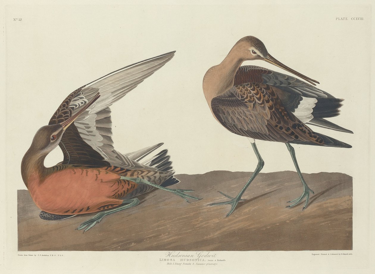 Hudsonian Godwit, 1835年。 作者 罗伯特·哈维尔