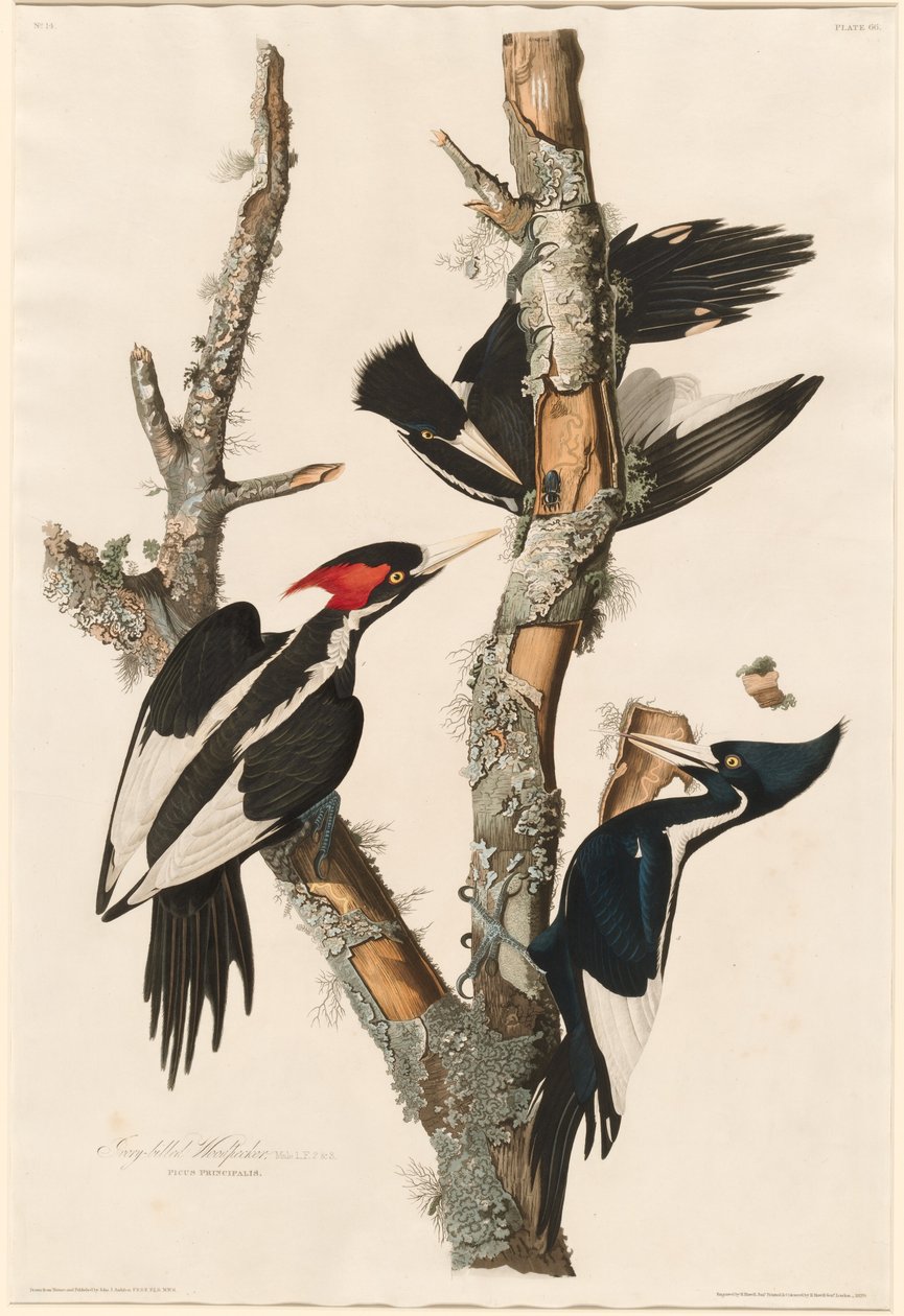 象牙嘴啄木鸟，1829年。 作者 罗伯特·哈维尔