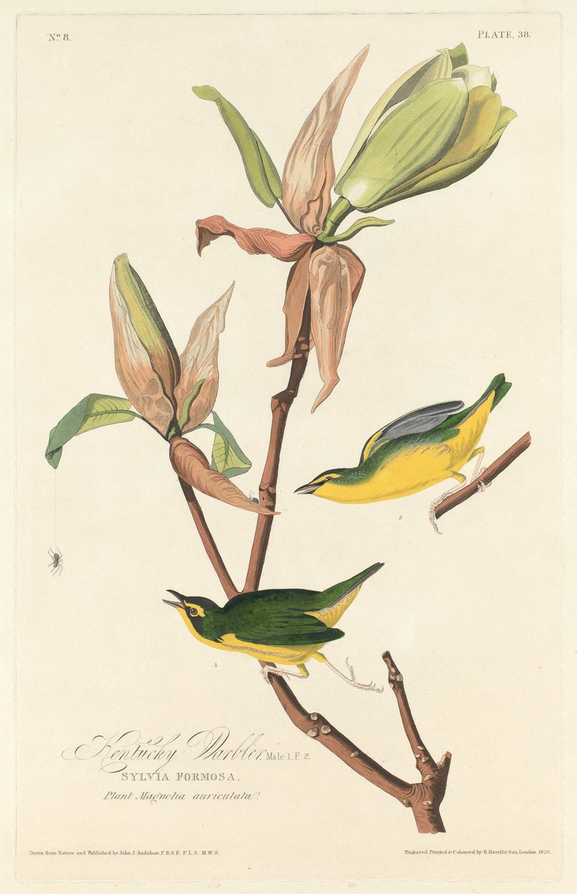 Kentucky Warbler，1828年。 作者 罗伯特·哈维尔