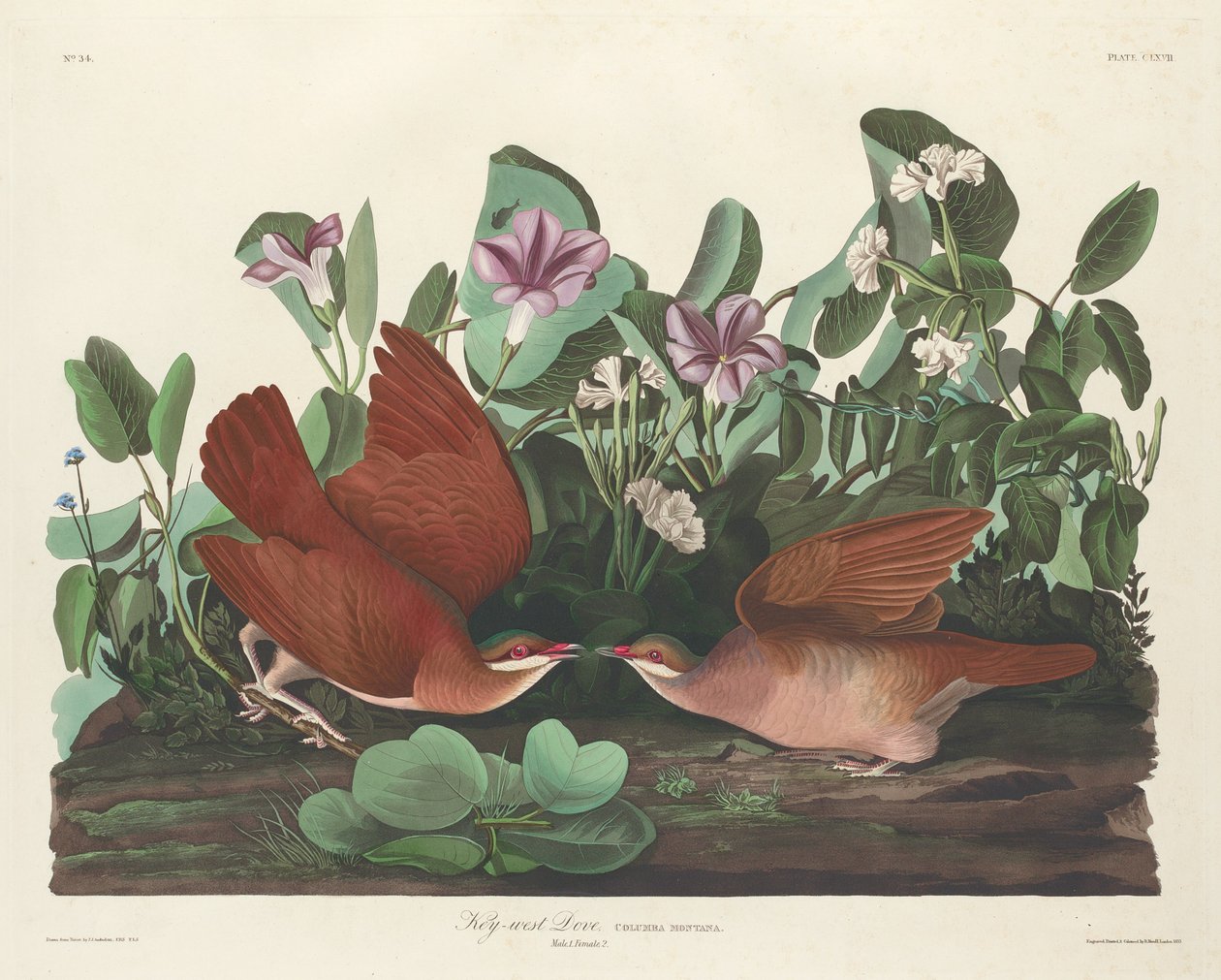 Key-west Dove, 1833。 作者 罗伯特·哈维尔