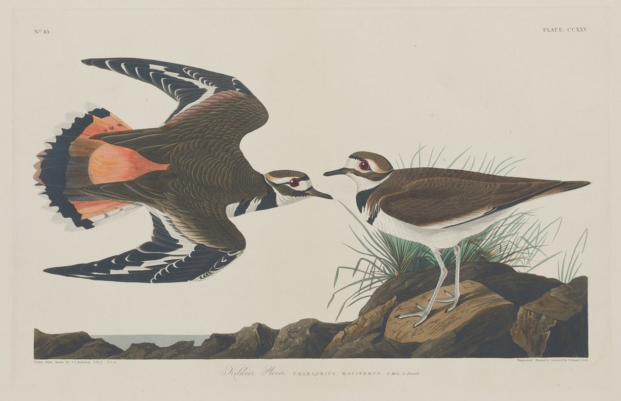 Kildeer Plover, 1834年。 作者 罗伯特·哈维尔