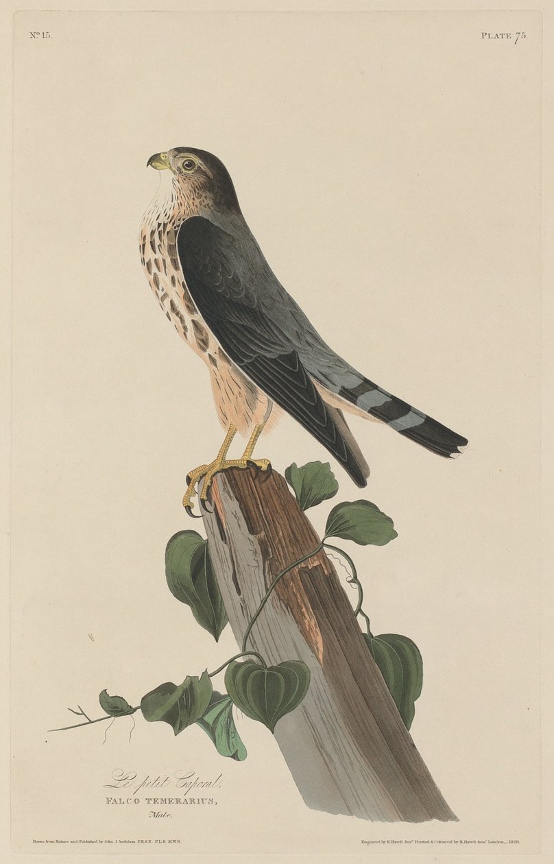 Le Petit Caporal, 1829. 作者 罗伯特·哈维尔